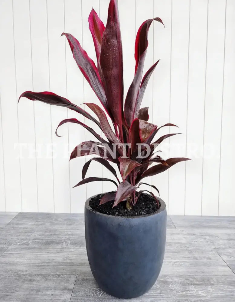 Cordyline Rubra Outdoor