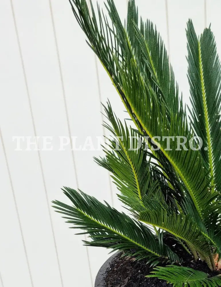 Cycas Revoluta ’Sago Palm’ 140Mm Outdoor