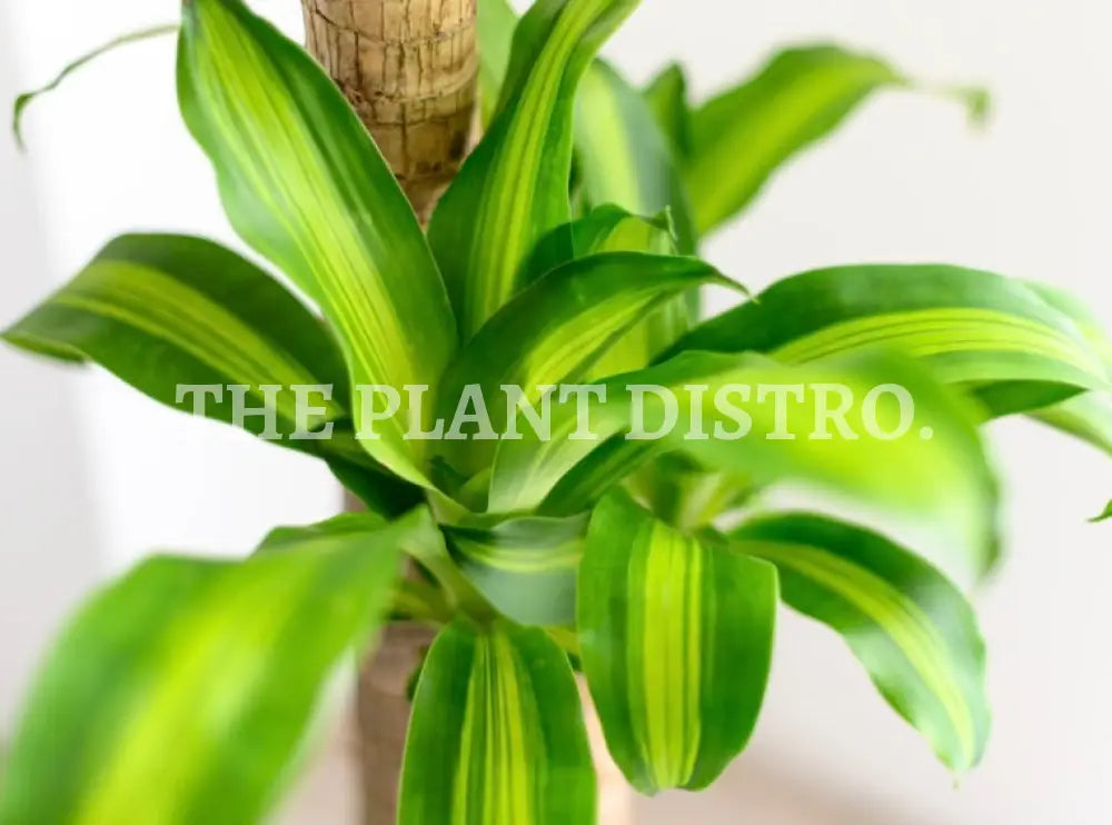 Dracaena Happy Plant Indoor