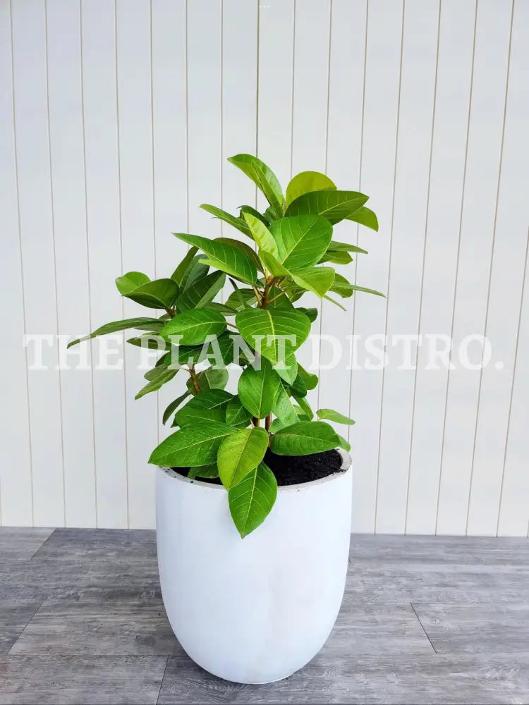 Ficus Altissma ’Yellow Gem’ 200Mm Indoor