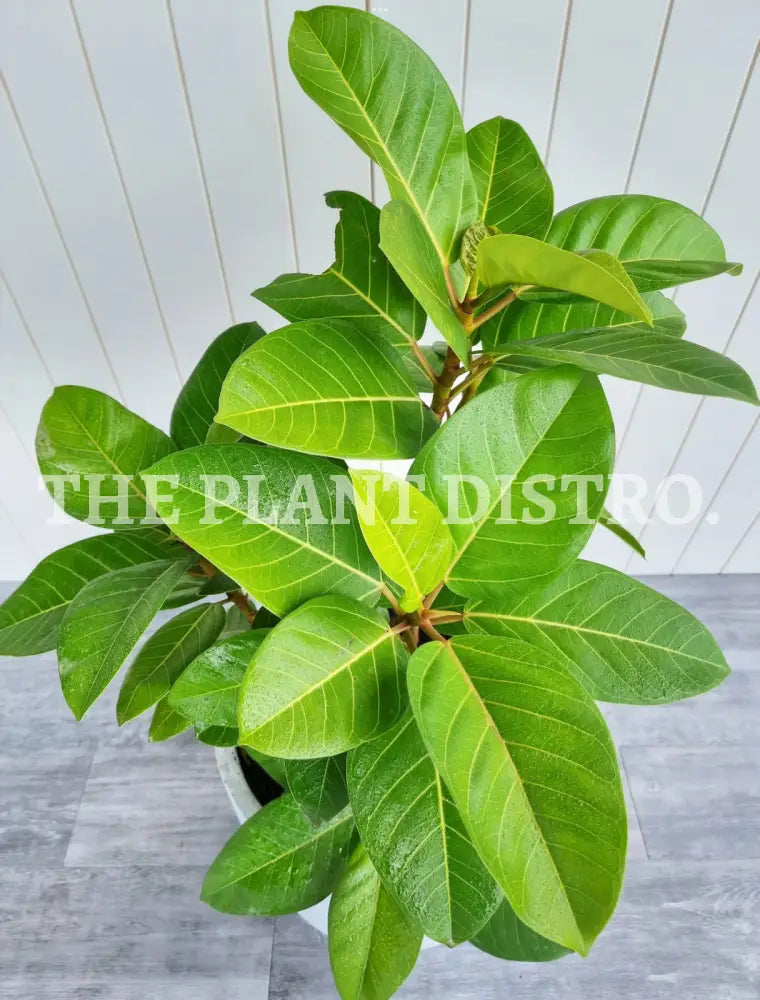 Ficus Altissma ’Yellow Gem’ Indoor