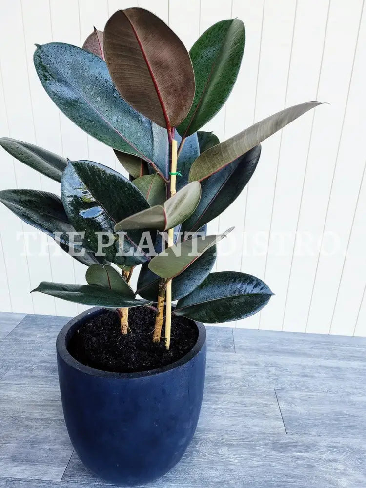 Ficus Burgundy ’Rubber Tree’ 250Mm Indoor