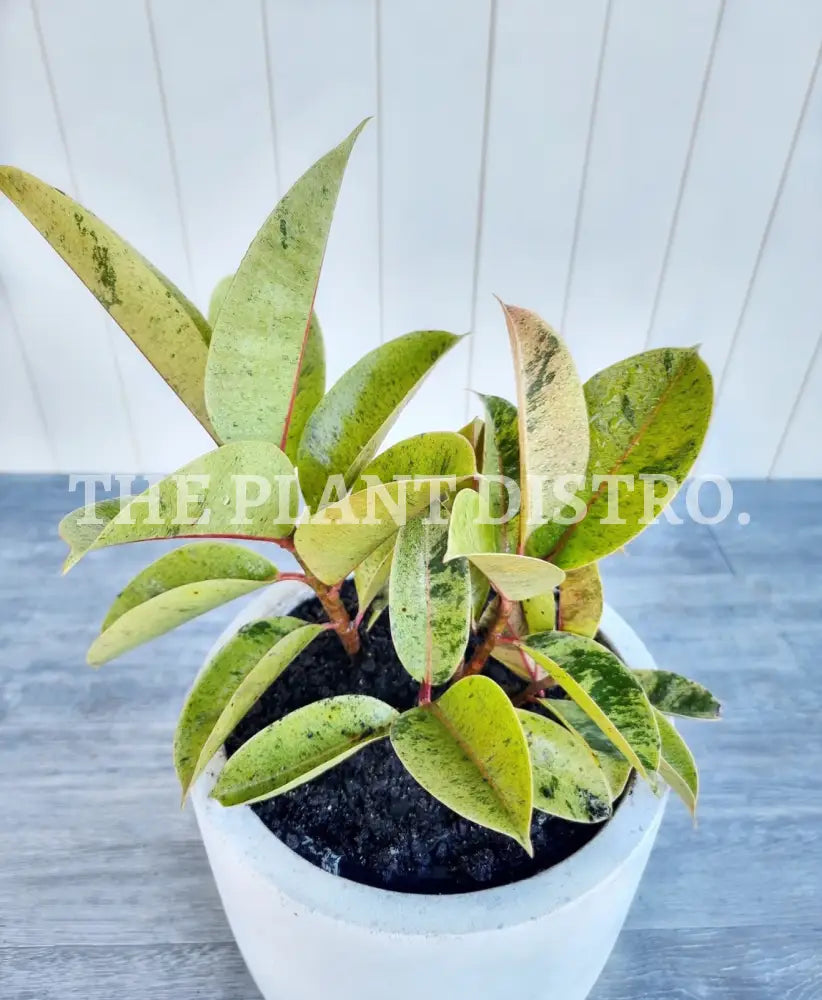 Ficus Elastica Shivereana Indoor