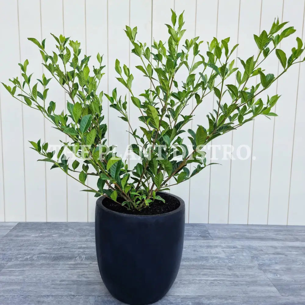 evergreen shrub that blooms beautifully scented white flowers throughout the warmer months.