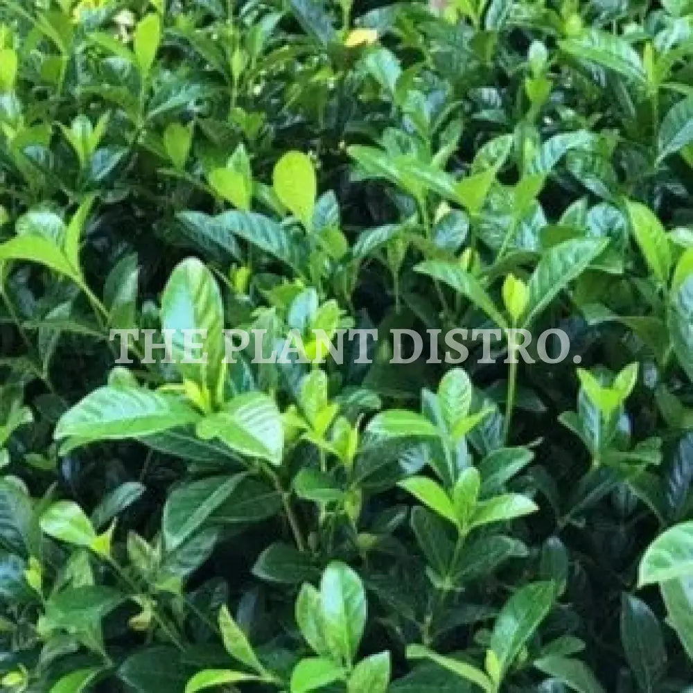 Gardenia Magnifica 300Mm Outdoor