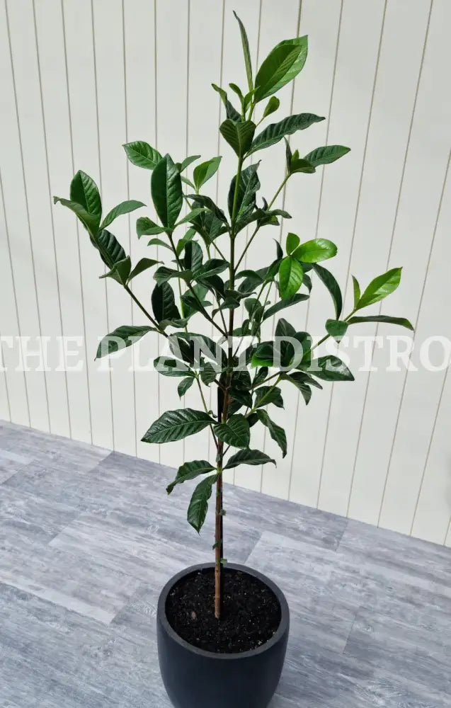 Gardenia Standard 200Mm Outdoor