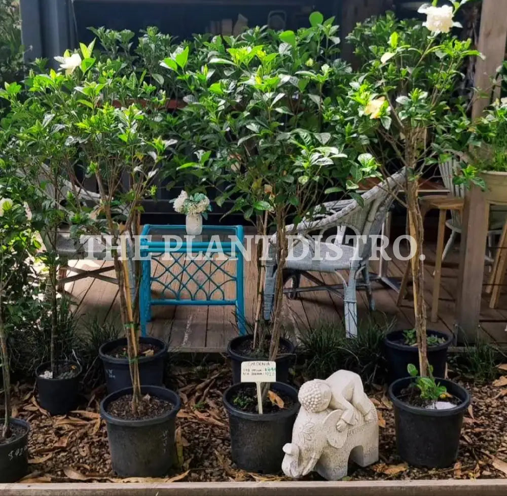 Gardenia Standard 300Mm Outdoor