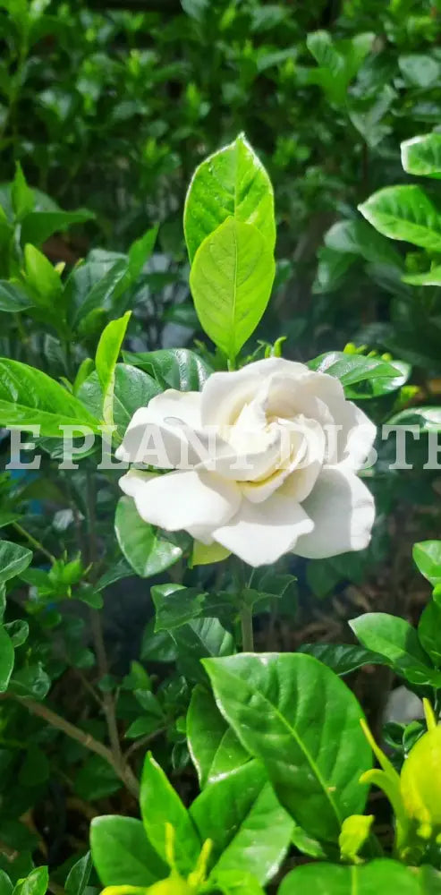 Gardenia Standard Outdoor