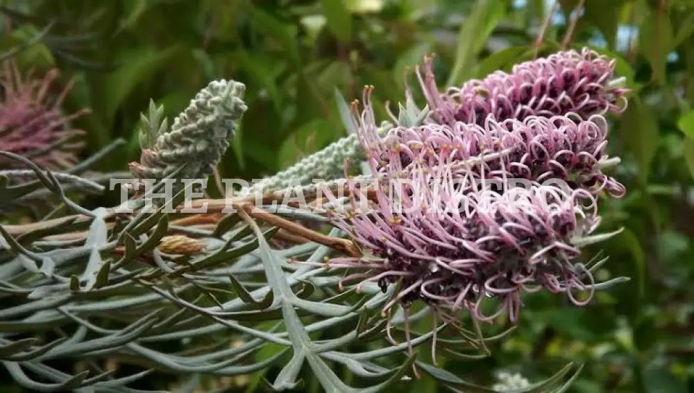 Grevillea ’Dorothy Gordon’