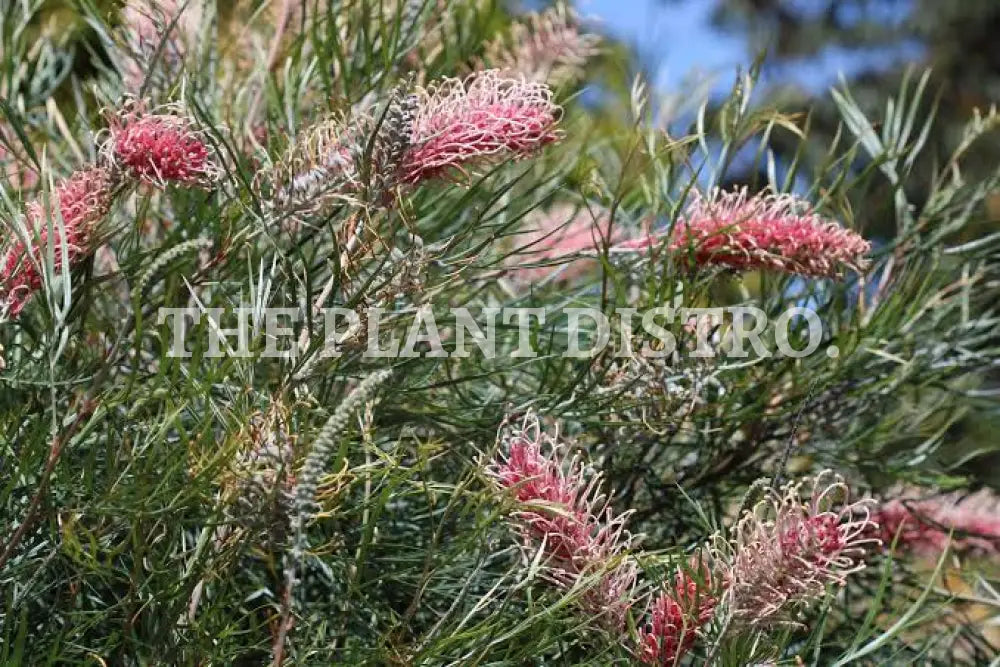 Grevillea ’Flamingo’ 140Mm