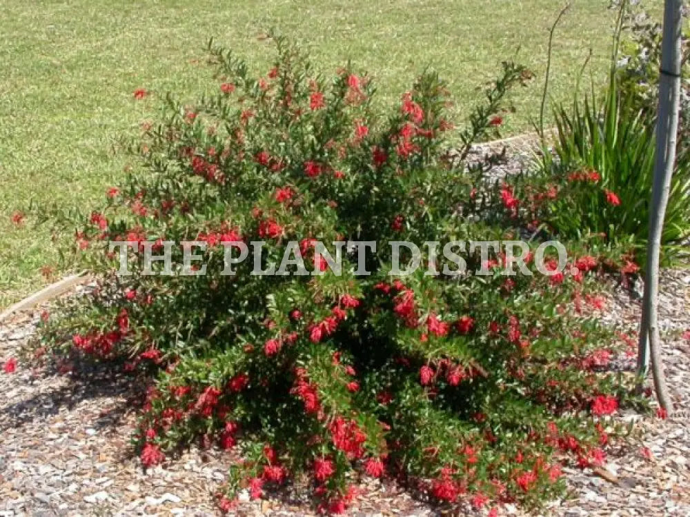 Grevillea ‘Lady O’ 140Mm