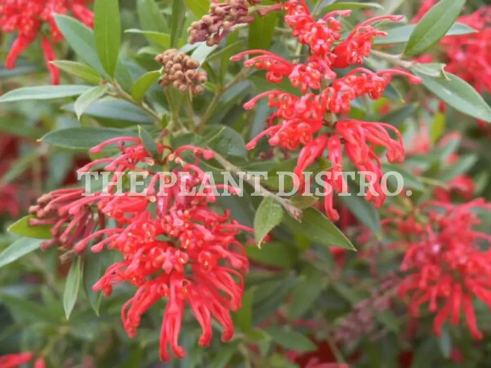 Grevillea ‘Lady O’