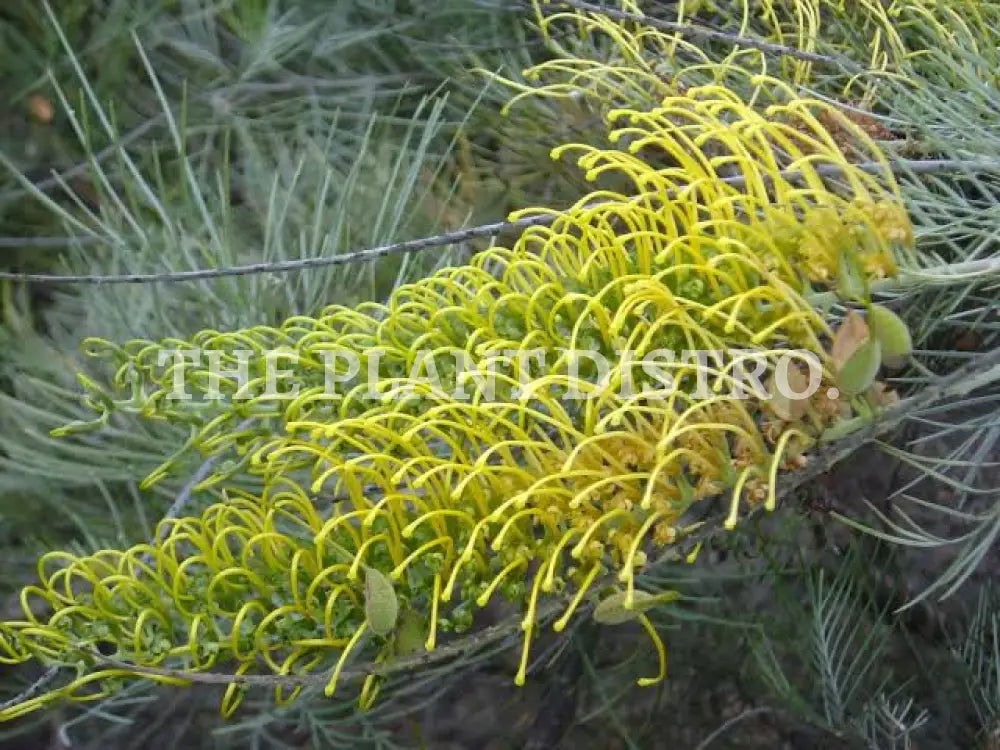 Grevillea ’Silver Sulfa’