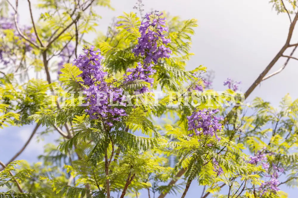 Jacaranda Tree 2M Tall Outdoor