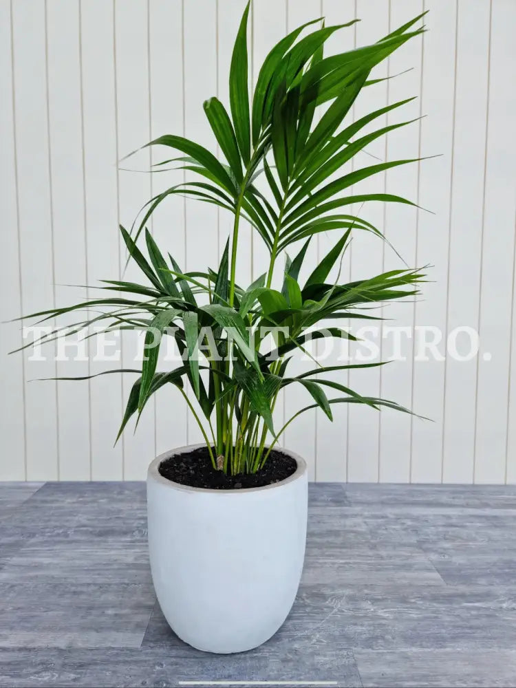 Kentia Palm 200Mm Indoor