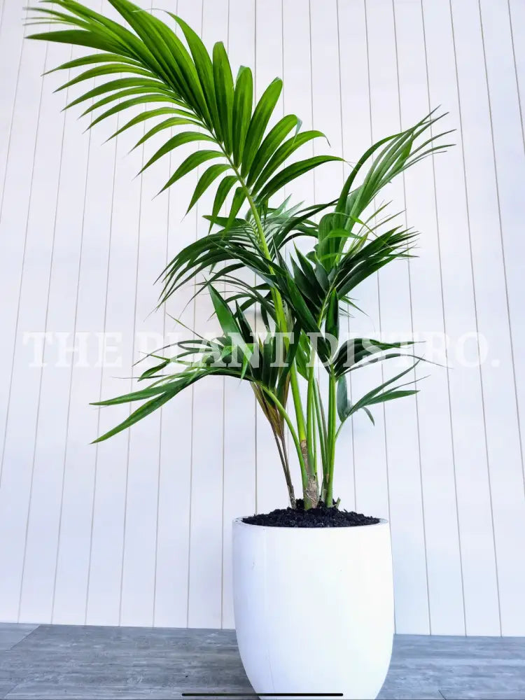 Kentia Palm 250Mm (Multi) Indoor