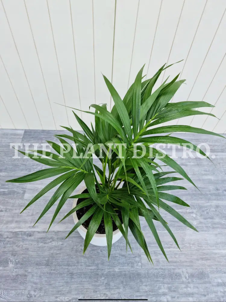 Kentia Palm Indoor