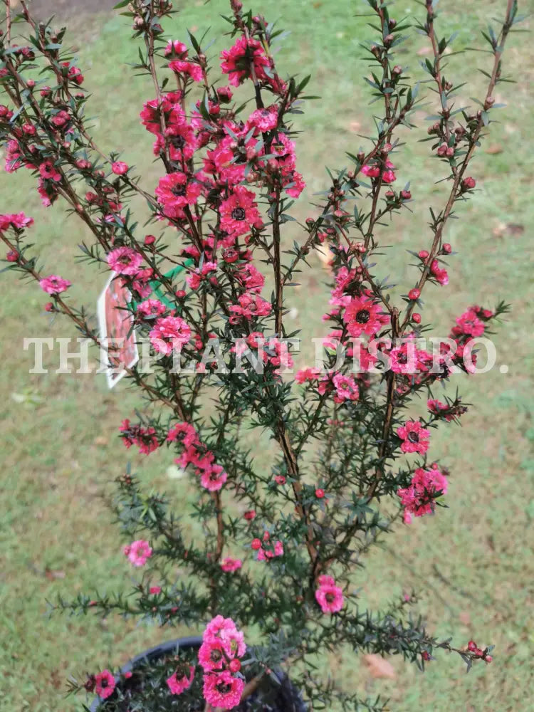 Leptospermum ‘Burgandy Queen’