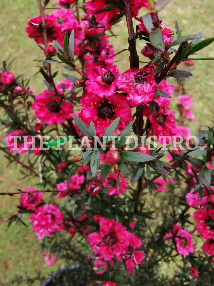 Leptospermum ‘Burgandy Queen’