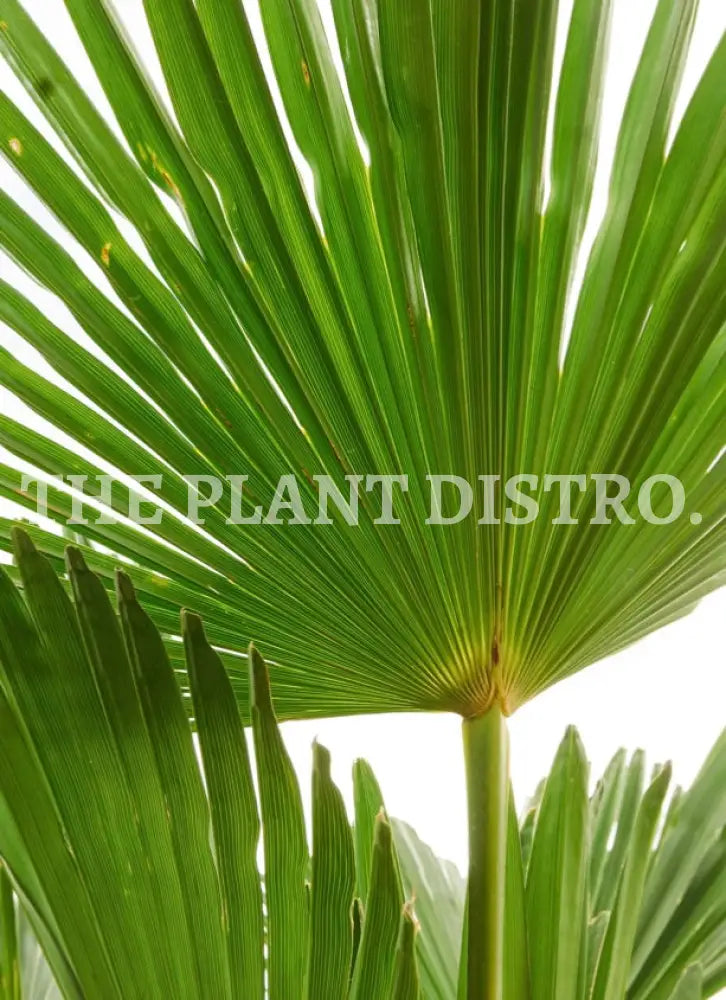 Livistona Australis ‘Cabbage Tree Palm’ 90Ltr Outdoor