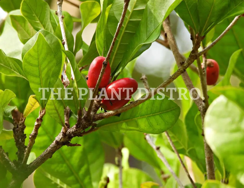 Miracle Fruit Tree Fruit