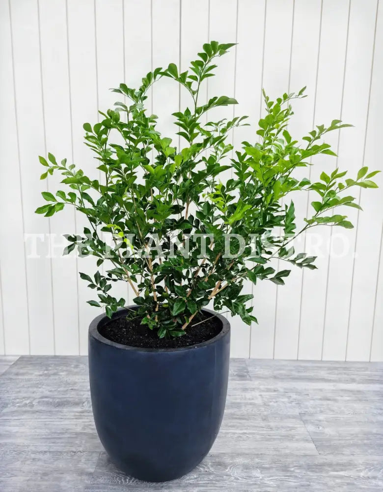 Murraya Paniculata ’Orange Jessamine’ 250Mm Outdoor