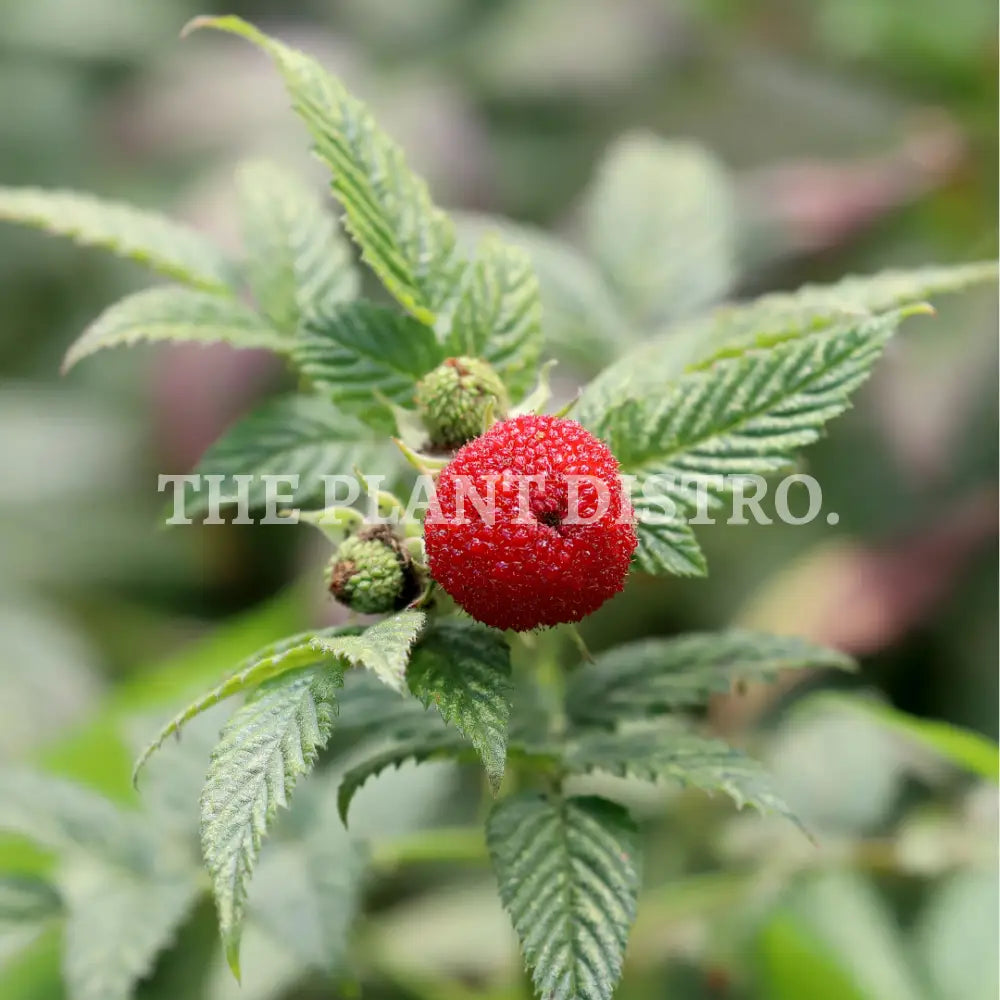 Native Raspberry