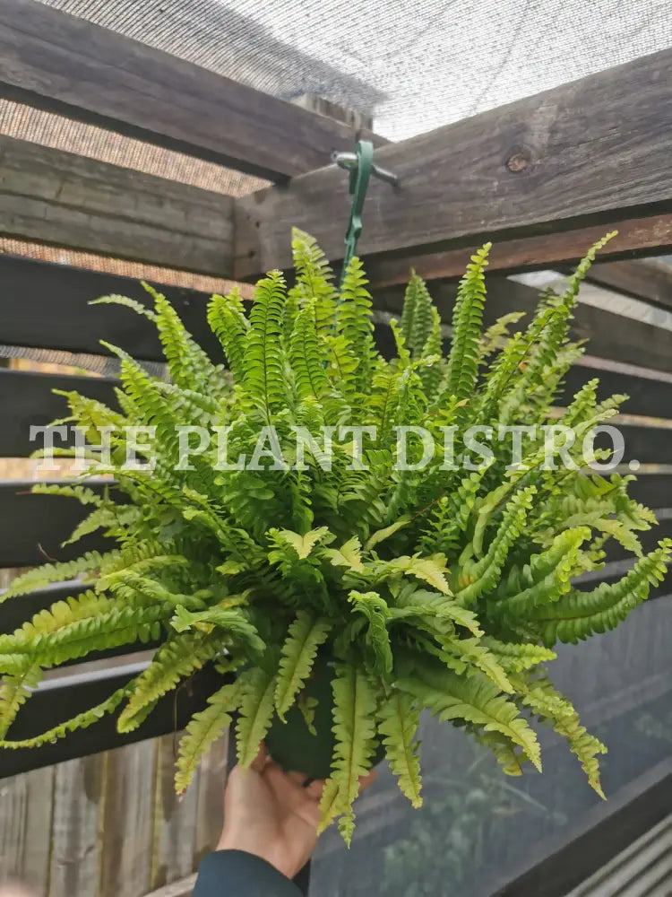 Nephrolepis Exaltata ‘Boston’ Fern (Hanging Basket)