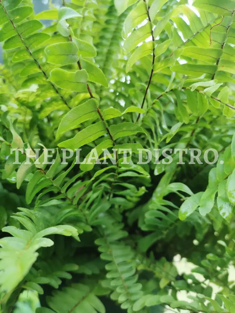 Nephrolepis Exaltata ‘Boston’ Fern (Hanging Basket)