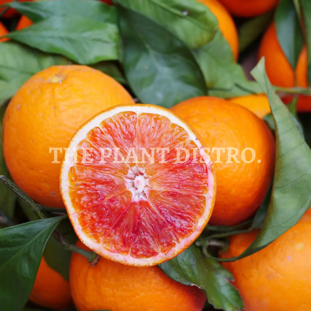 Orange - Arnold Blood Fruit