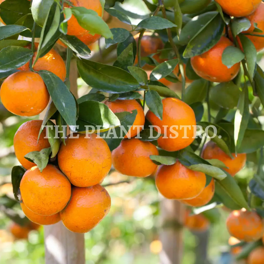 Orange - Seedless Valencia Fruit