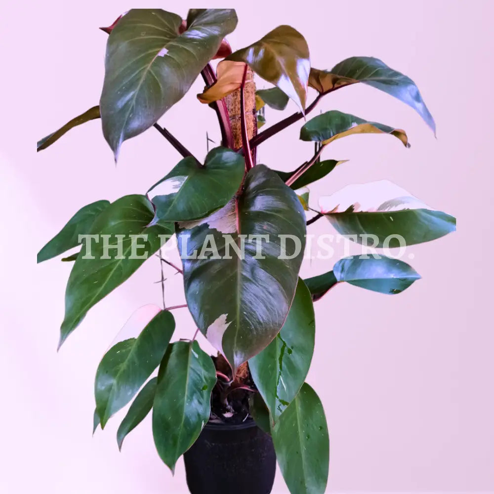 Philodendron ‘Pink Princess’