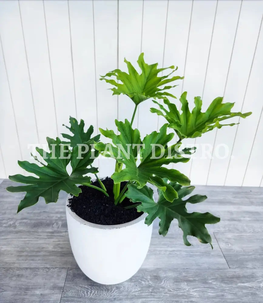 Philodendron Selloum ’Hope’ Indoor