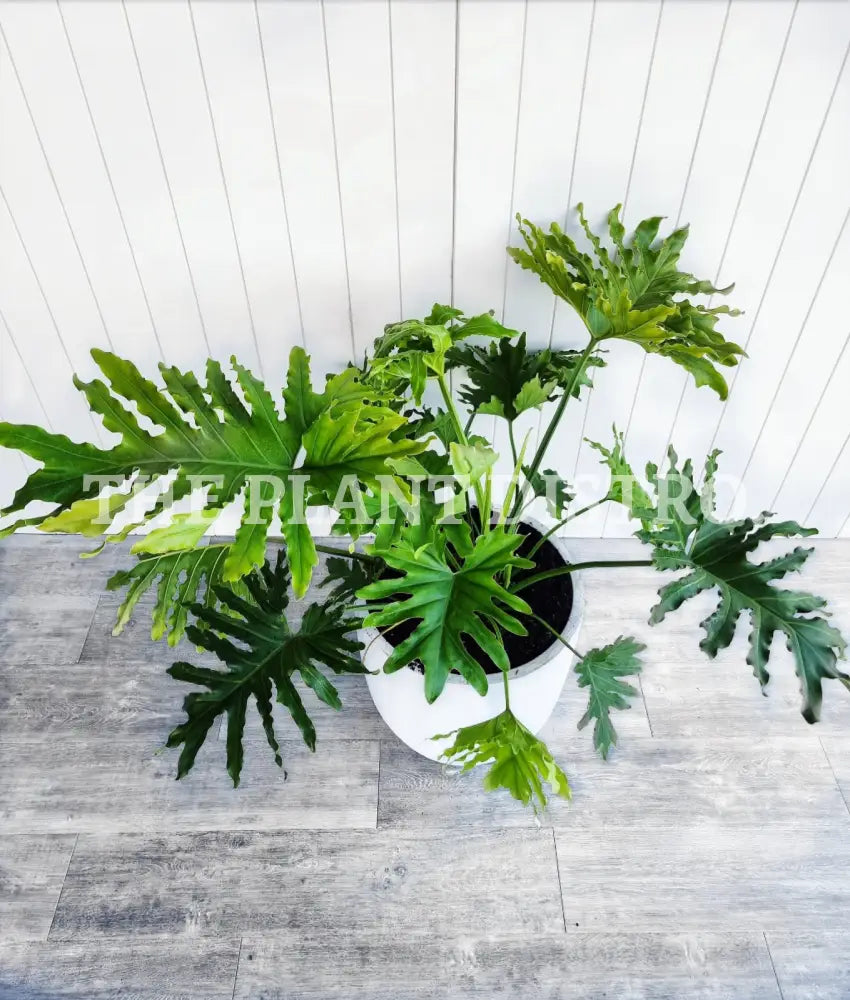 Philodendron Selloum ’Hope’ Indoor