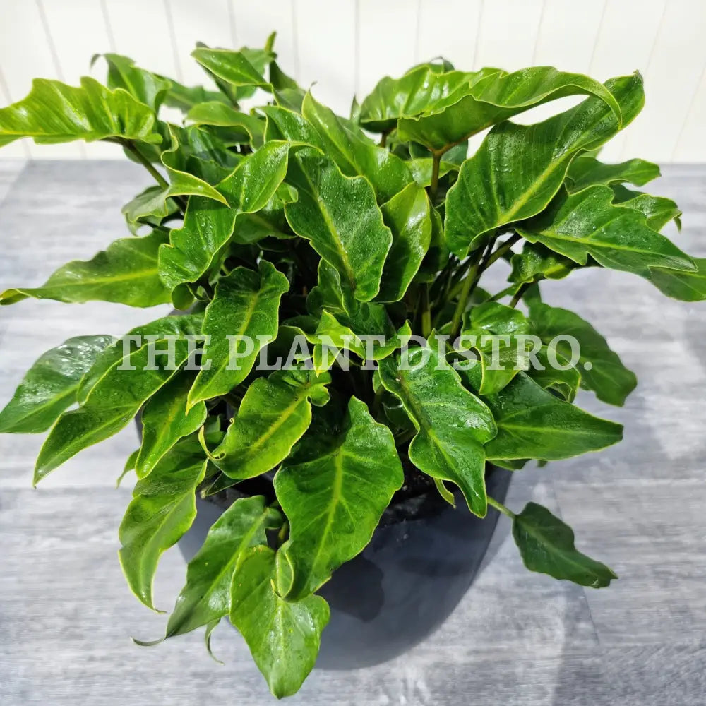 Philodendron Xanadu 200Mm Outdoor