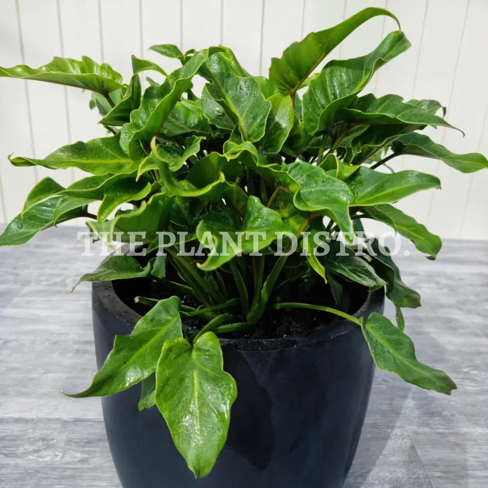 Philodendron Xanadu Outdoor