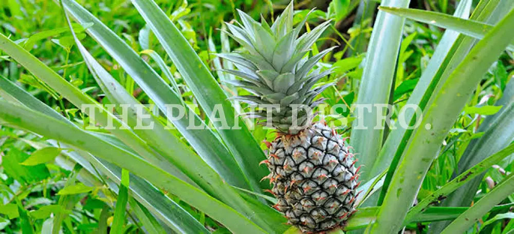 Pineapple Plant