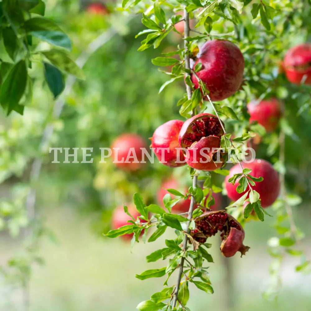 Pomegranate Tree Fruit