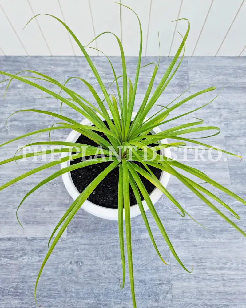 Ponytail Palm 200Mm Indoor