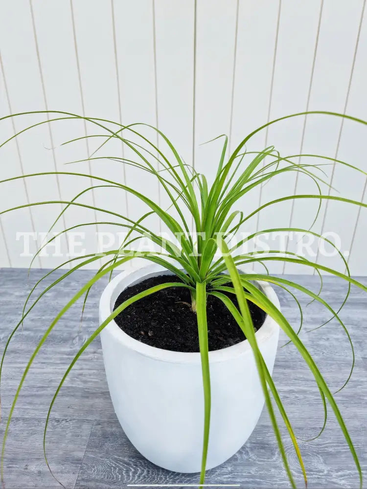 Ponytail Palm Indoor