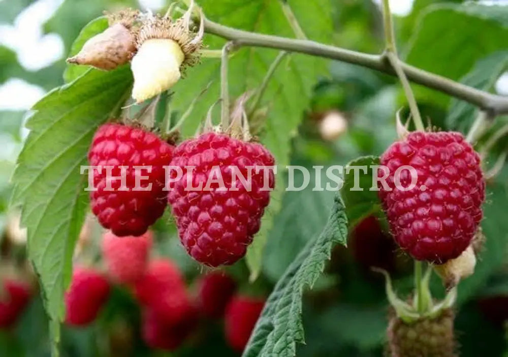 Raspberry ’Heritage’