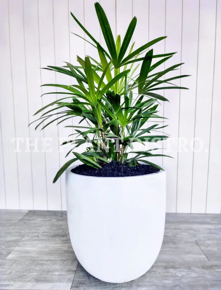 Rhapis Palm 300Mm Indoor