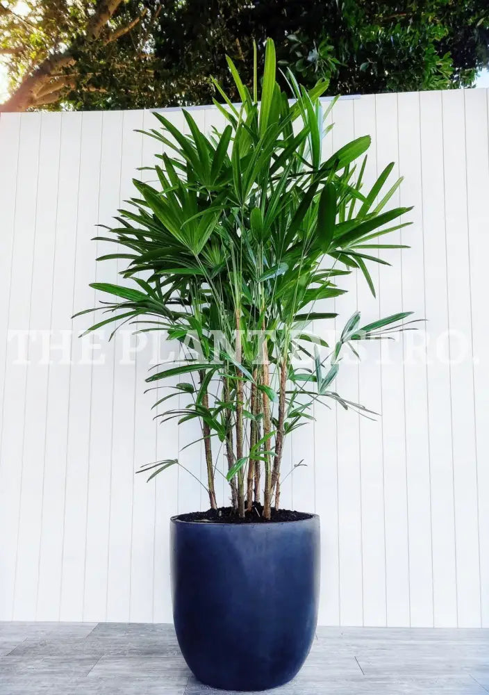 Rhapis Palm 400Mm (Advanced) Indoor