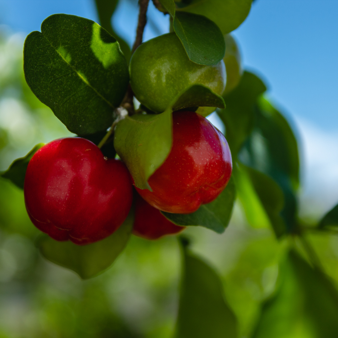 Acerola Cherry