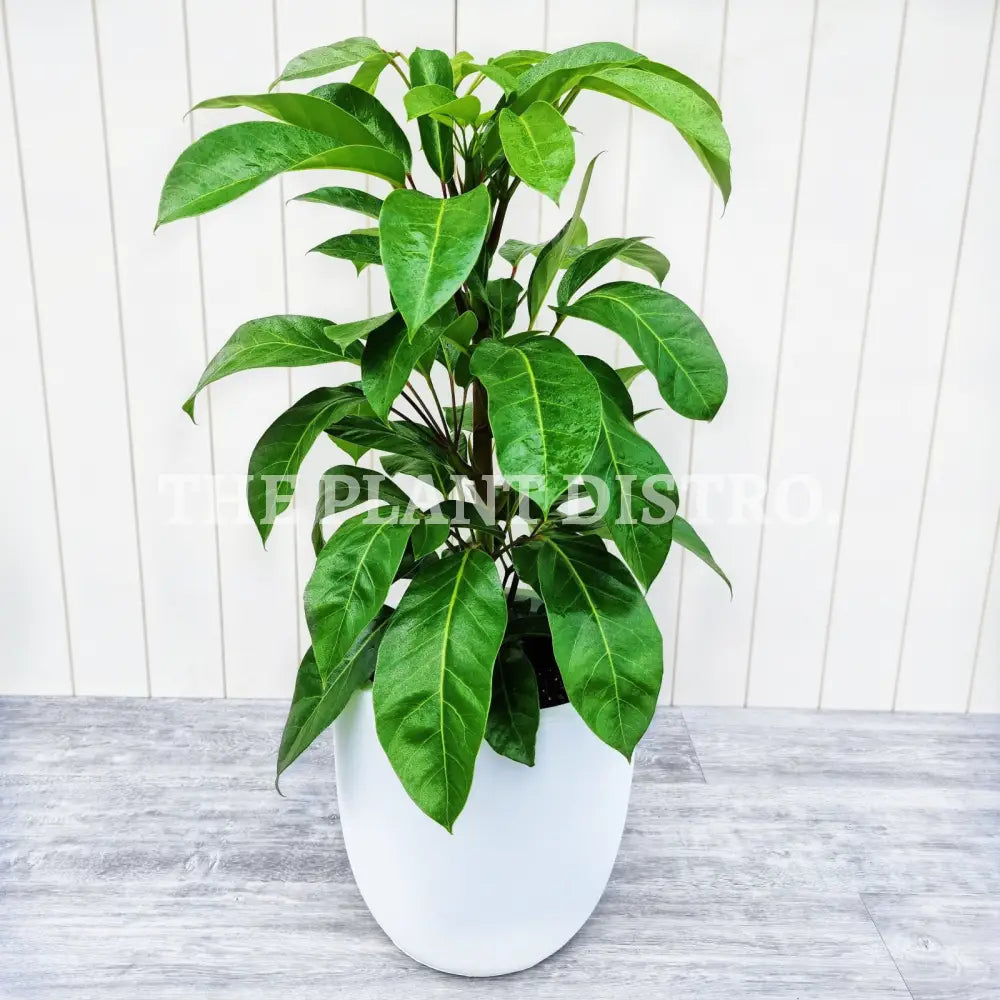 Schefflera Alpine Jr 300Mm Indoor