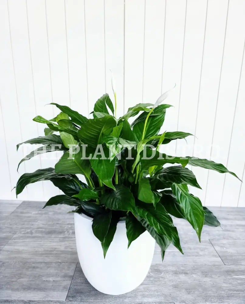 Spathiphyllum Maracay ’Peace Lilly’ 140Mm Indoor