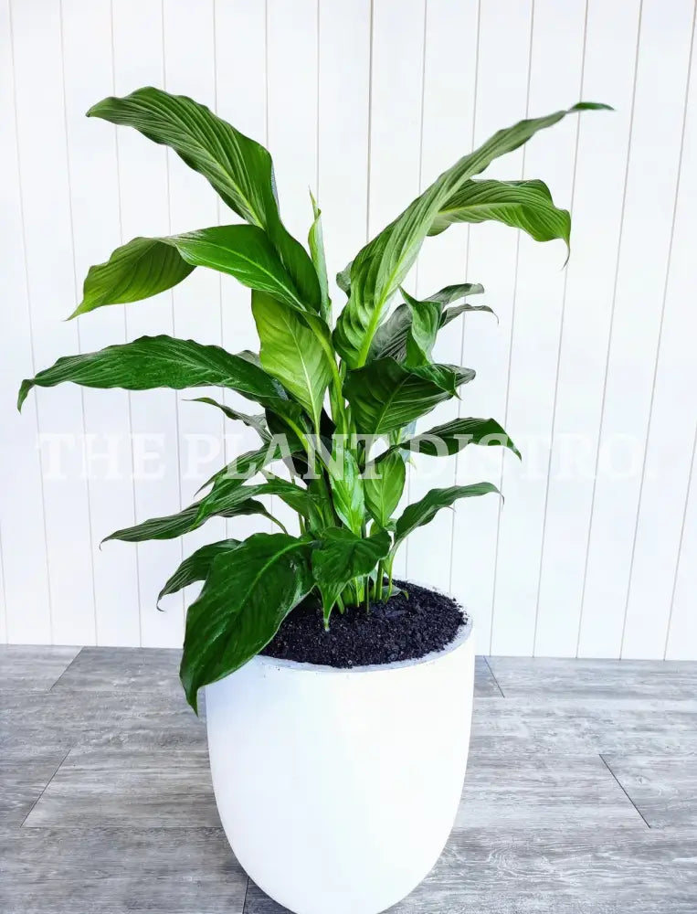 Spathiphyllum Maracay ’Peace Lilly’ 200Mm Indoor