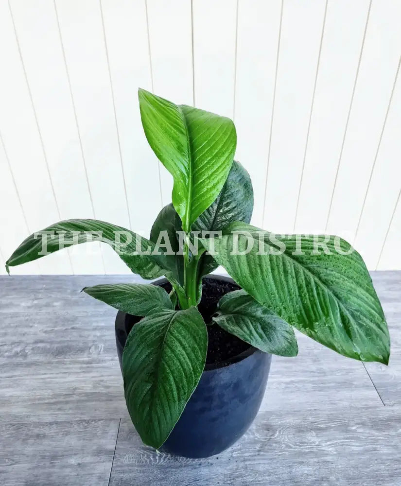 Spathiphyllum Wallisii ’Sensation’ 200Mm Indoor