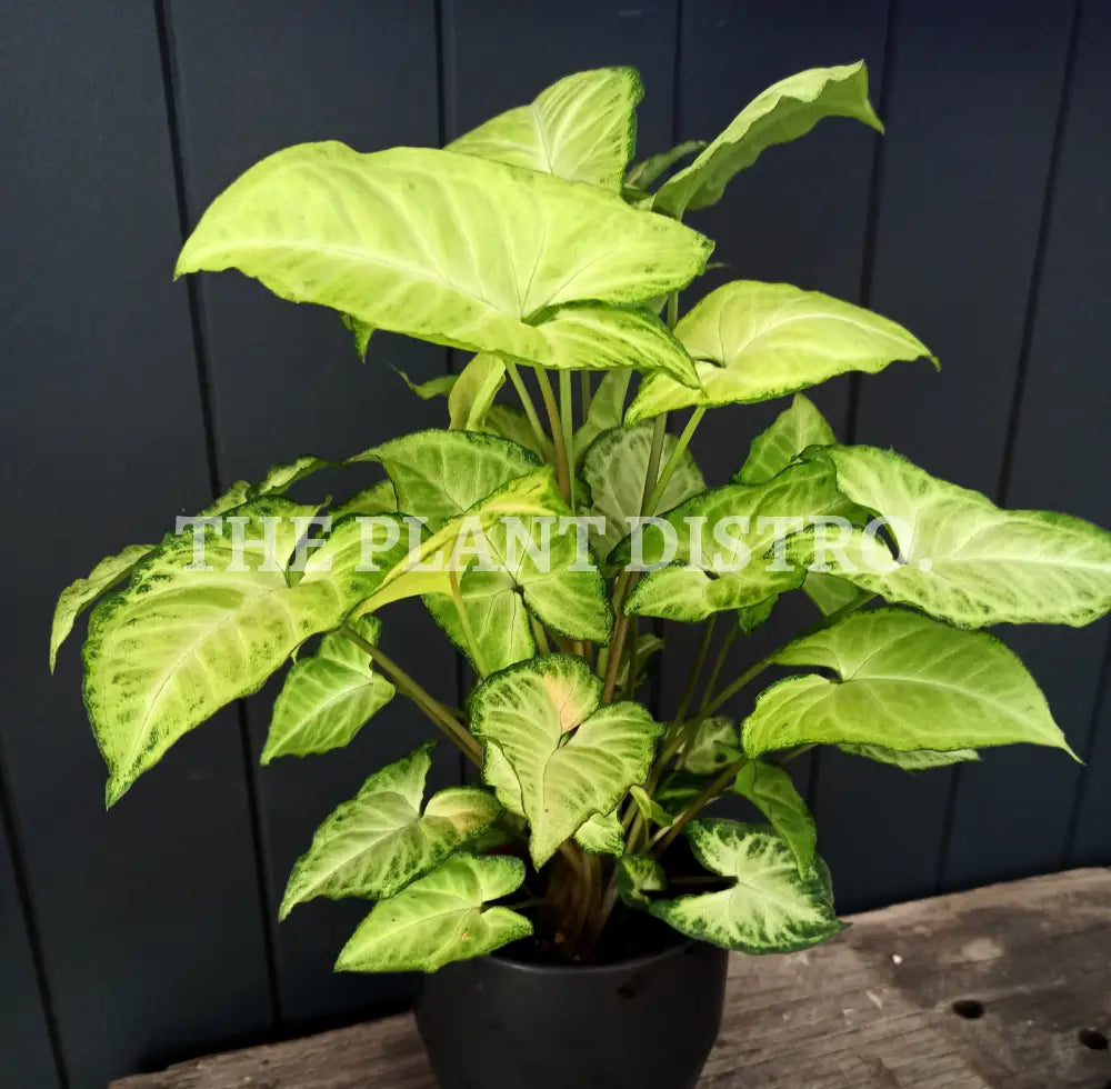 Syngonium podophyllum 'Arrowhead' – The Plant Distro.