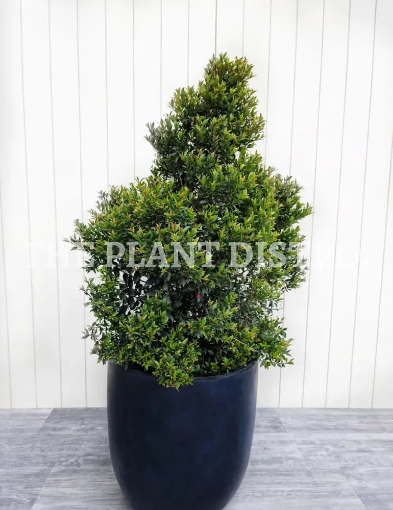 Syzygium Australe ’Bush Christmas’ 400Mm Outdoor